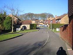 Hook, Wild Herons - geograph.org.uk - 119551